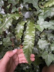 Asplenium scolopendrium