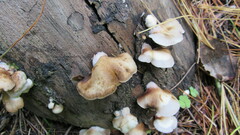 Crepidotus applanatus
