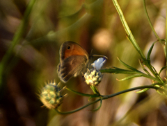 Coenonympha pamphilus