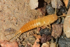 Coletinia