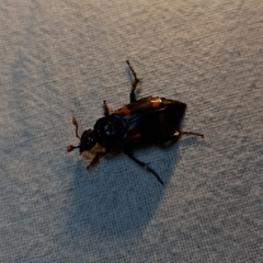 Nicrophorus nepalensis