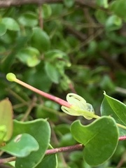 Grevillea singuliflora