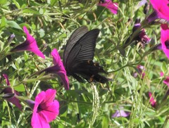 Papilio