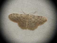 Idaea cervantaria