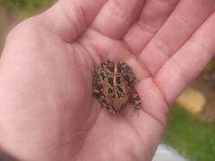 Sclerophrys pantherina