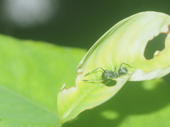 Myrmarachnini