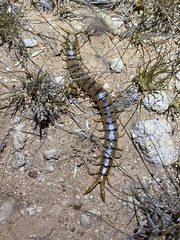 Scolopendra laeta