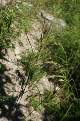 Themeda triandra