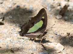 Polyura bharata