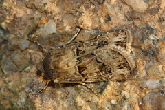 Agrotis bigramma
