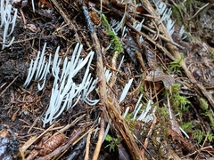 Clavaria fragilis