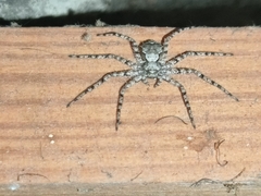 Philodromus margaritatus
