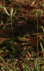 Eleusine tristachya