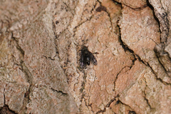Platystoma