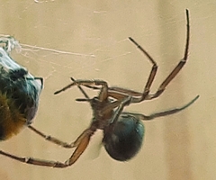 Steatoda nobilis