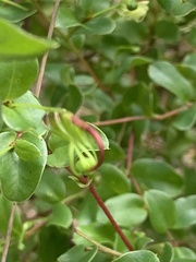 Grevillea singuliflora