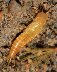 Coletinia