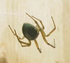 Steatoda nobilis