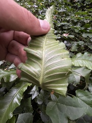 Asplenium scolopendrium