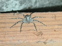 Philodromus margaritatus