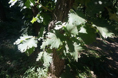 Quercus dentata