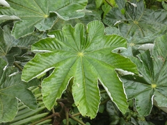 Cecropia schreberiana