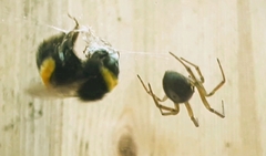 Steatoda nobilis