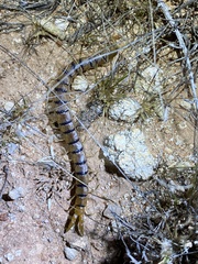 Scolopendra laeta