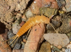 Coletinia