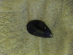 Mytilus galloprovincialis