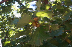 Quercus dentata