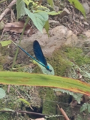 Matrona cyanoptera