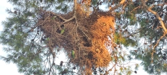 Myiopsitta monachus