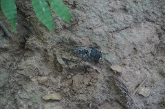Cicadomorpha