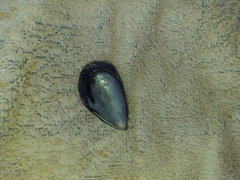 Mytilus galloprovincialis