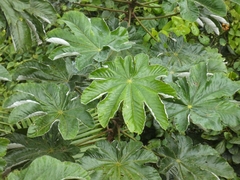 Cecropia schreberiana