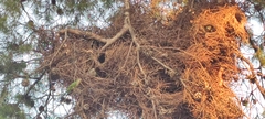Myiopsitta monachus
