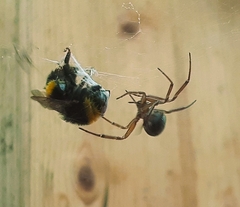 Steatoda nobilis