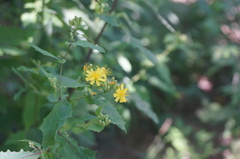 Crepidiastrum denticulatum