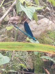 Matrona cyanoptera