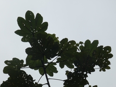 Cecropia schreberiana