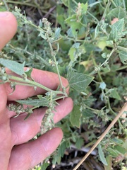 Atriplex prostrata