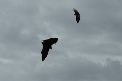 Pteropus seychellensis seychellensis