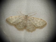 Idaea cervantaria