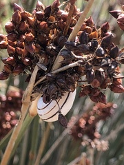 Juncus acutus