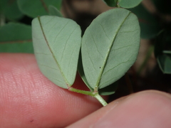Trifolieae