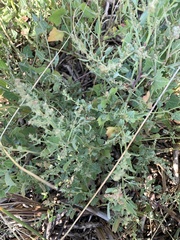Atriplex prostrata