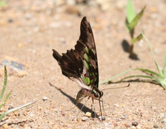 Graphium agamemnon