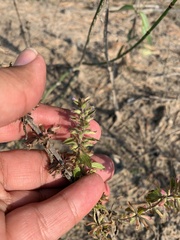 Dracocephalum thymiflorum