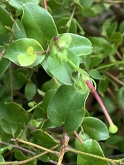 Grevillea singuliflora